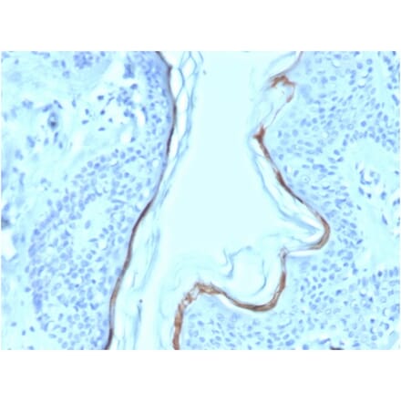 Immunohistochemistry - Anti-Filaggrin Antibody [FLG/1563] (Biotin) (A251218) - Antibodies.com