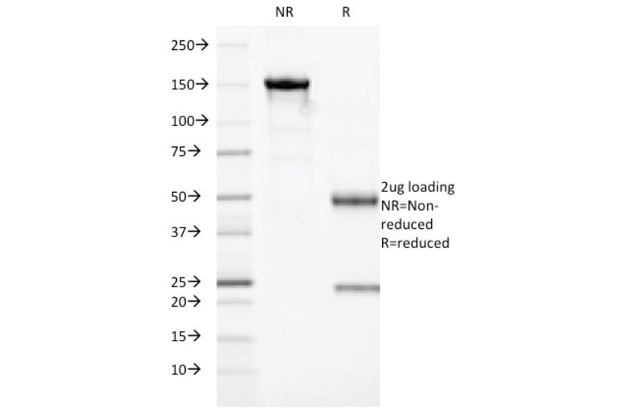 SDS-PAGE - Anti-Granzyme B Antibody [GZMB/3014] (Biotin) (A251221) - Antibodies.com