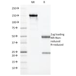 SDS-PAGE - Anti-Granzyme B Antibody [GZMB/3014] (Biotin) (A251221) - Antibodies.com