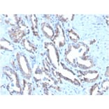 Immunohistochemistry - Anti-Cytokeratin 7 Antibody [OV-TL12/30] (Biotin) (A251223) - Antibodies.com