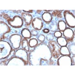 Immunohistochemistry - Anti-TROP2 Antibody [TACSTD2/2151] (Biotin) (A251225) - Antibodies.com