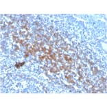 Immunohistochemistry - Anti-CD73 Antibody [NT5E/2646] (Biotin) (A251226) - Antibodies.com