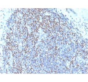 Immunohistochemistry - Anti-PAX5 Antibody [PAX5/3735] (Biotin) (A251227) - Antibodies.com