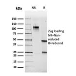 SDS-PAGE - Anti-PAX5 Antibody [PAX5/3735] (Biotin) (A251227) - Antibodies.com