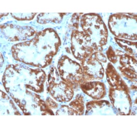 Immunohistochemistry - Anti-TNFSF9 Antibody [CD137L/1547] (Biotin) (A251231) - Antibodies.com