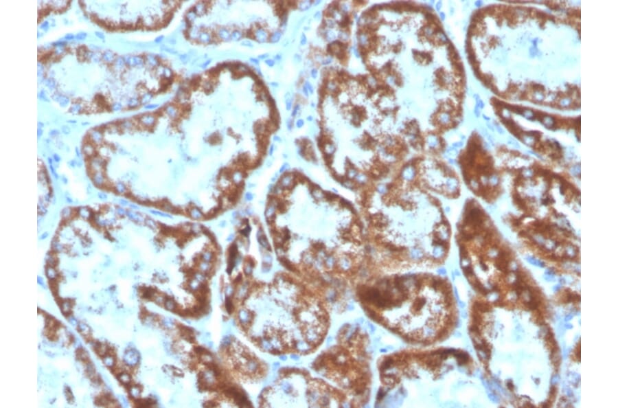 Immunohistochemistry - Anti-TNFSF9 Antibody [CD137L/1547] (Biotin) (A251231) - Antibodies.com