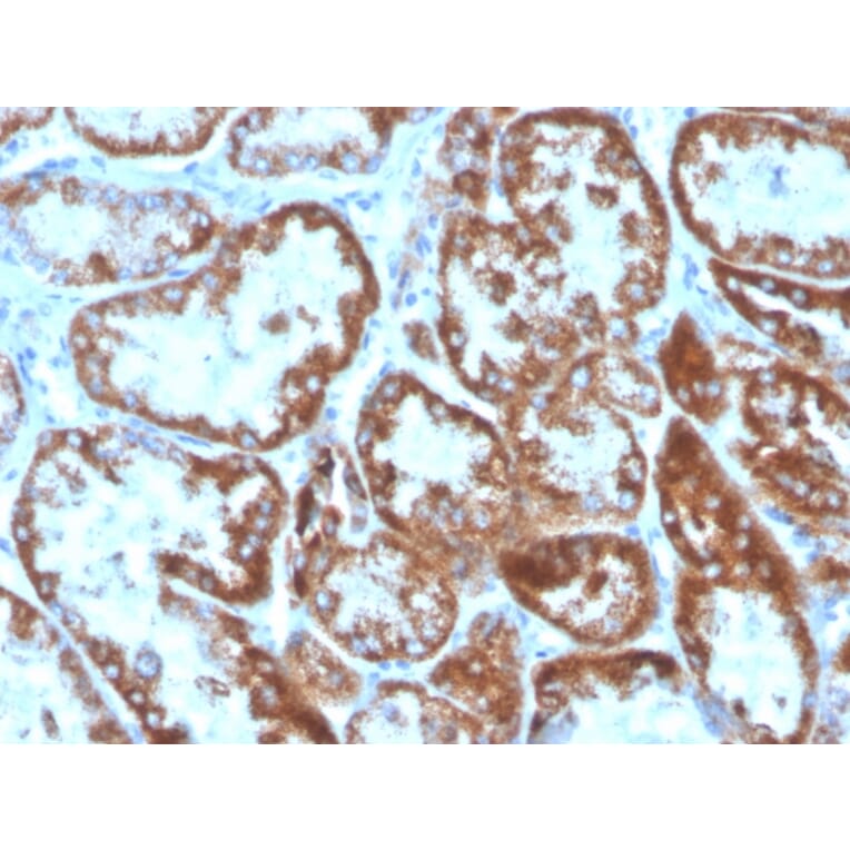 Immunohistochemistry - Anti-TNFSF9 Antibody [CD137L/1547] (Biotin) (A251231) - Antibodies.com