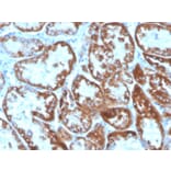 Immunohistochemistry - Anti-TNFSF9 Antibody [CD137L/1547] (Biotin) (A251231) - Antibodies.com