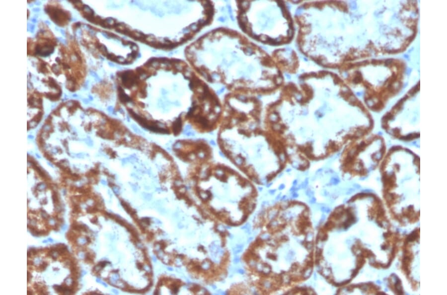 Immunohistochemistry - Anti-TNFSF9 Antibody [CD137L/1547] (Biotin) (A251230) - Antibodies.com