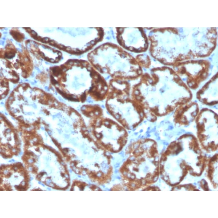 Immunohistochemistry - Anti-TNFSF9 Antibody [CD137L/1547] (Biotin) (A251230) - Antibodies.com