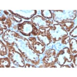 Immunohistochemistry - Anti-TNFSF9 Antibody [CD137L/1547] (Biotin) (A251230) - Antibodies.com