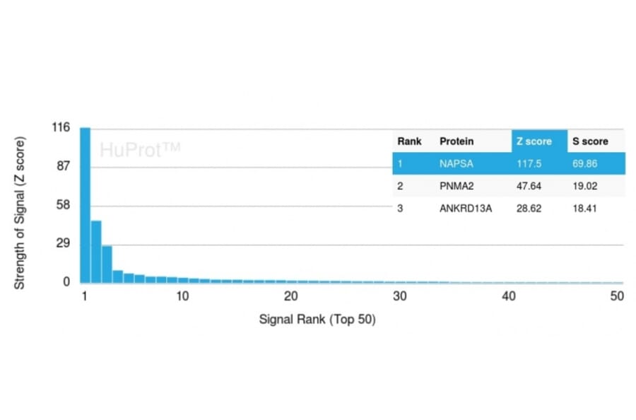 Protein Array - Anti-NAPSIN A Antibody [NAPSA/3308] (Biotin) (A251231) - Antibodies.com