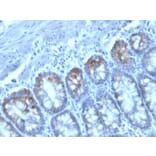 Immunohistochemistry - Anti-CD40L Antibody [CD40LG/2761] (Biotin) (A251233) - Antibodies.com