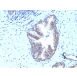 Immunohistochemistry - Anti-CD47 Antibody [CD47/3019] (Biotin) (A251234) - Antibodies.com