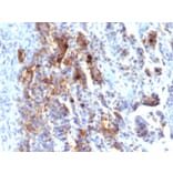 Immunohistochemistry - Anti-Mucin 5AC Antibody [45M1] (Biotin) (A251234) - Antibodies.com