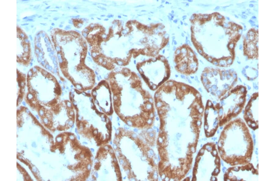 Immunohistochemistry - Anti-Interferon gamma Antibody [IFNG/466] (Biotin) (A251236) - Antibodies.com