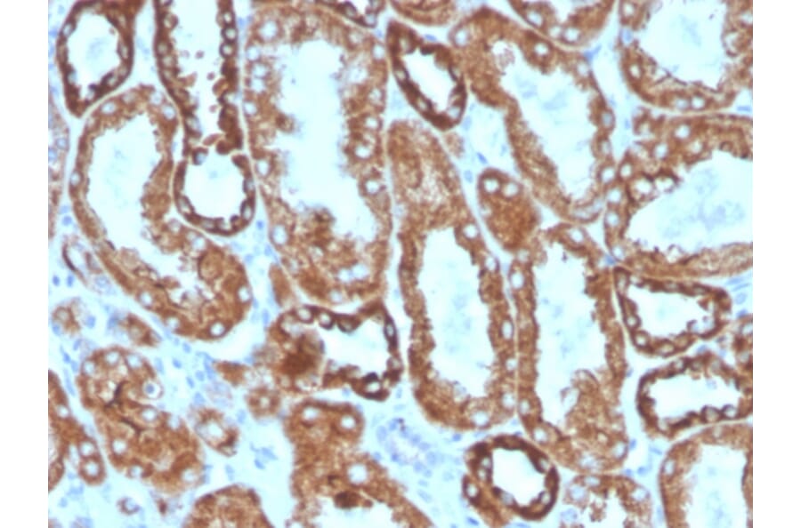 Immunohistochemistry - Anti-Interferon gamma Antibody [IFNG/466] (Biotin) (A251235) - Antibodies.com