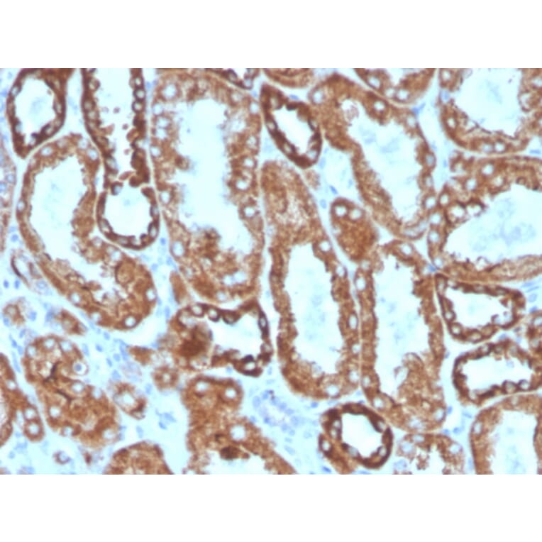 Immunohistochemistry - Anti-Interferon gamma Antibody [IFNG/466] (Biotin) (A251235) - Antibodies.com