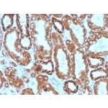 Immunohistochemistry - Anti-Interferon gamma Antibody [IFNG/466] (Biotin) (A251235) - Antibodies.com