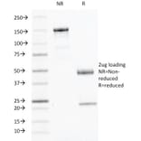 SDS-PAGE - Anti-Interferon gamma Antibody [IFNG/466] (Biotin) (A251236) - Antibodies.com