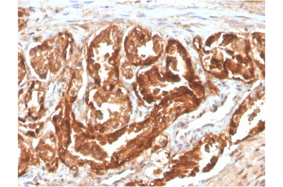 Immunohistochemistry - Anti-CD47 Antibody [CD47/2937] (Biotin) (A251237) - Antibodies.com