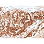 Immunohistochemistry - Anti-CD47 Antibody [CD47/2937] (Biotin) (A251237) - Antibodies.com