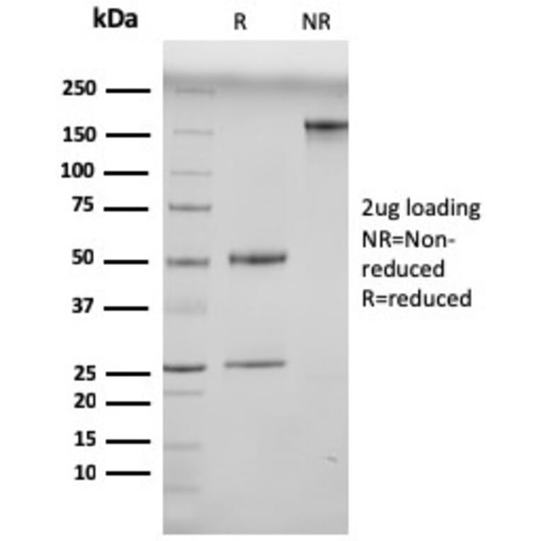SDS-PAGE - Anti-N Cadherin Antibody [13A9] - BSA and Azide free (A251237) - Antibodies.com