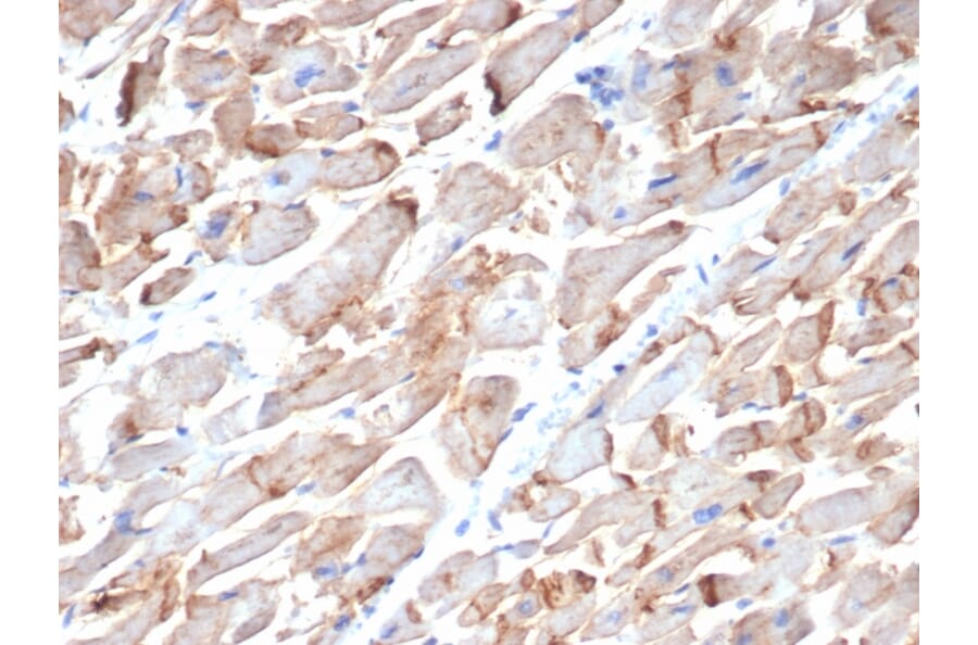 Immunohistochemistry - Anti-N Cadherin Antibody [MNCD2] - BSA and Azide free (A251243) - Antibodies.com
