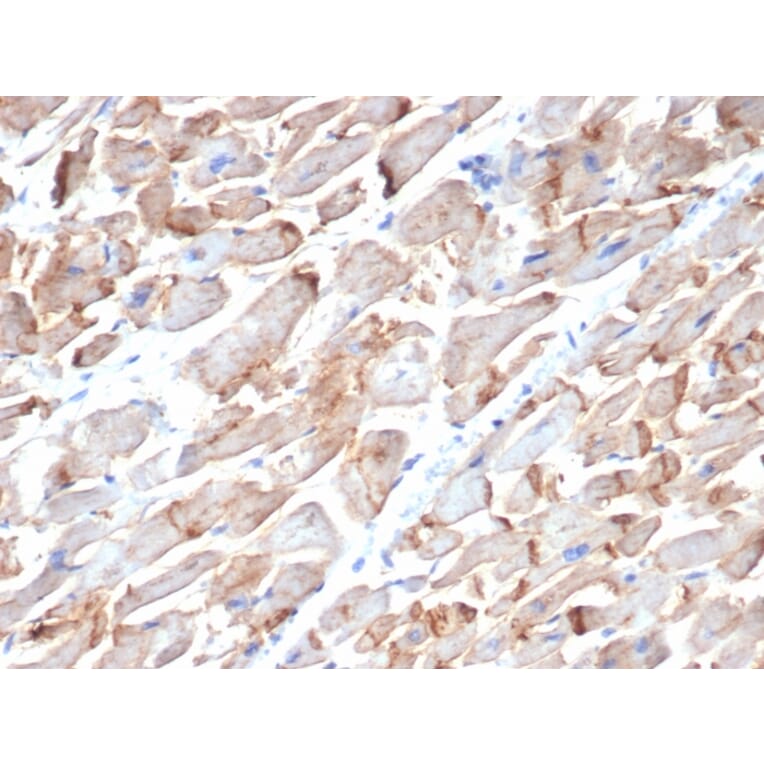 Immunohistochemistry - Anti-N Cadherin Antibody [MNCD2] - BSA and Azide free (A251243) - Antibodies.com