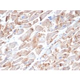 Immunohistochemistry - Anti-N Cadherin Antibody [MNCD2] - BSA and Azide free (A251243) - Antibodies.com