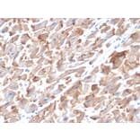 Immunohistochemistry - Anti-N Cadherin Antibody [MNCD2] - BSA and Azide free (A251242) - Antibodies.com
