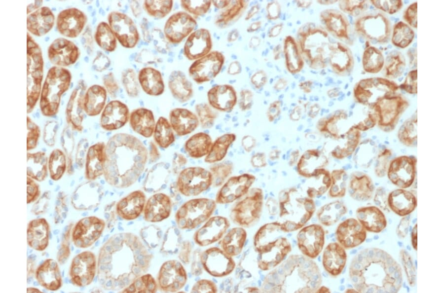 Immunohistochemistry - Anti-Occludin Antibody [OCLN/2183] - BSA and Azide free (A251247) - Antibodies.com