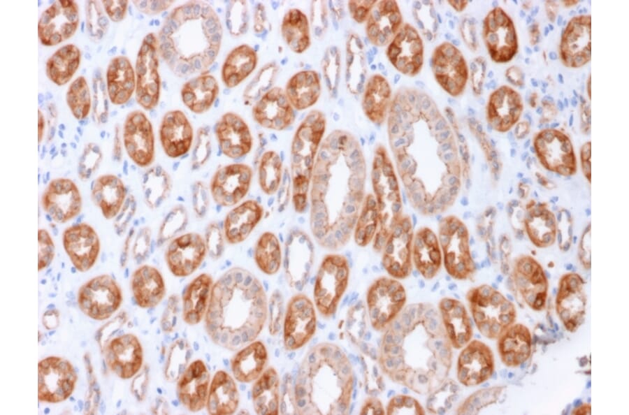 Immunohistochemistry - Anti-Occludin Antibody [OCLN/2183] - BSA and Azide free (A251247) - Antibodies.com
