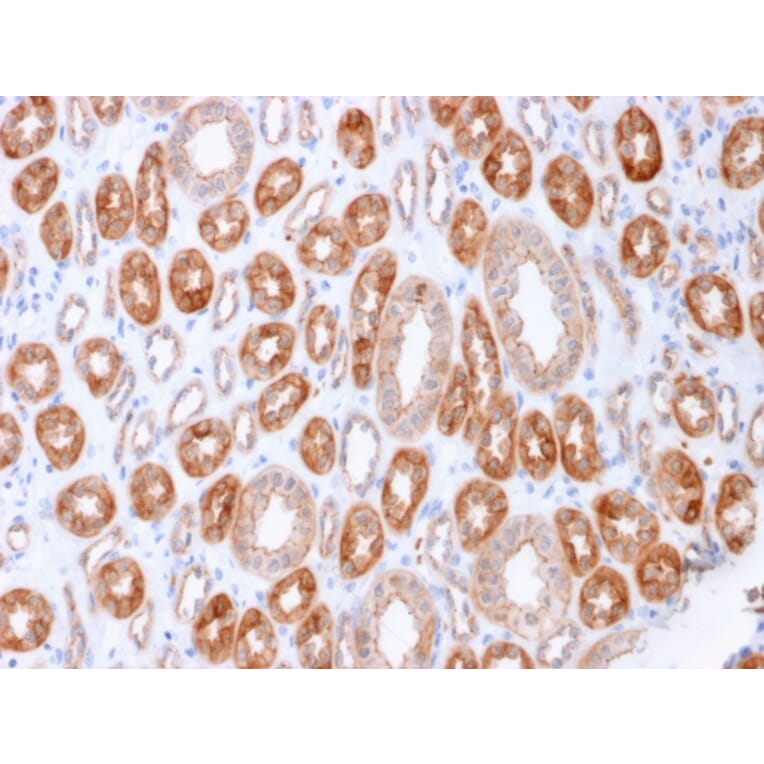 Immunohistochemistry - Anti-Occludin Antibody [OCLN/2183] - BSA and Azide free (A251247) - Antibodies.com