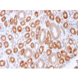 Immunohistochemistry - Anti-Occludin Antibody [OCLN/2183] - BSA and Azide free (A251247) - Antibodies.com