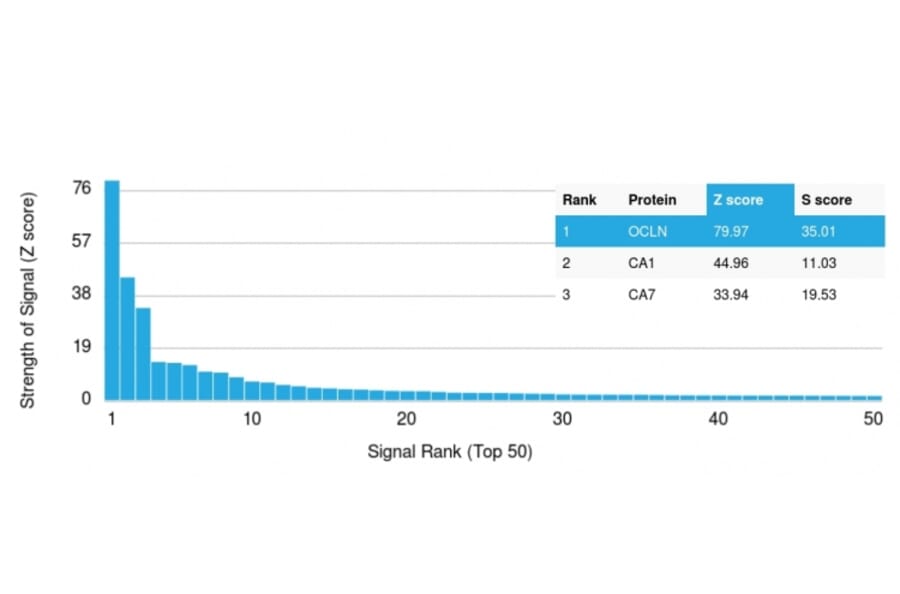 Protein Array - Anti-Occludin Antibody [OCLN/2183] - BSA and Azide free (A251246) - Antibodies.com