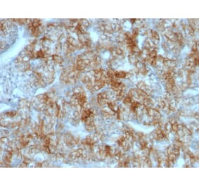 Immunohistochemistry - Anti-Cadherin 16 Antibody [CDH16/1071] - BSA and Azide free (A251248) - Antibodies.com