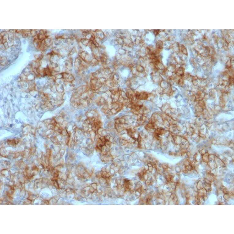 Immunohistochemistry - Anti-Cadherin 16 Antibody [CDH16/1071] - BSA and Azide free (A251248) - Antibodies.com