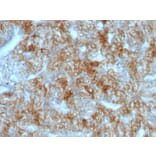 Immunohistochemistry - Anti-Cadherin 16 Antibody [CDH16/1071] - BSA and Azide free (A251248) - Antibodies.com