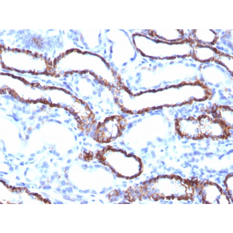 Immunohistochemistry - Anti-Cadherin 16 Antibody [CDH16/1071] - BSA and Azide free (A251248) - Antibodies.com