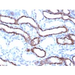Immunohistochemistry - Anti-Cadherin 16 Antibody [CDH16/1071] - BSA and Azide free (A251248) - Antibodies.com