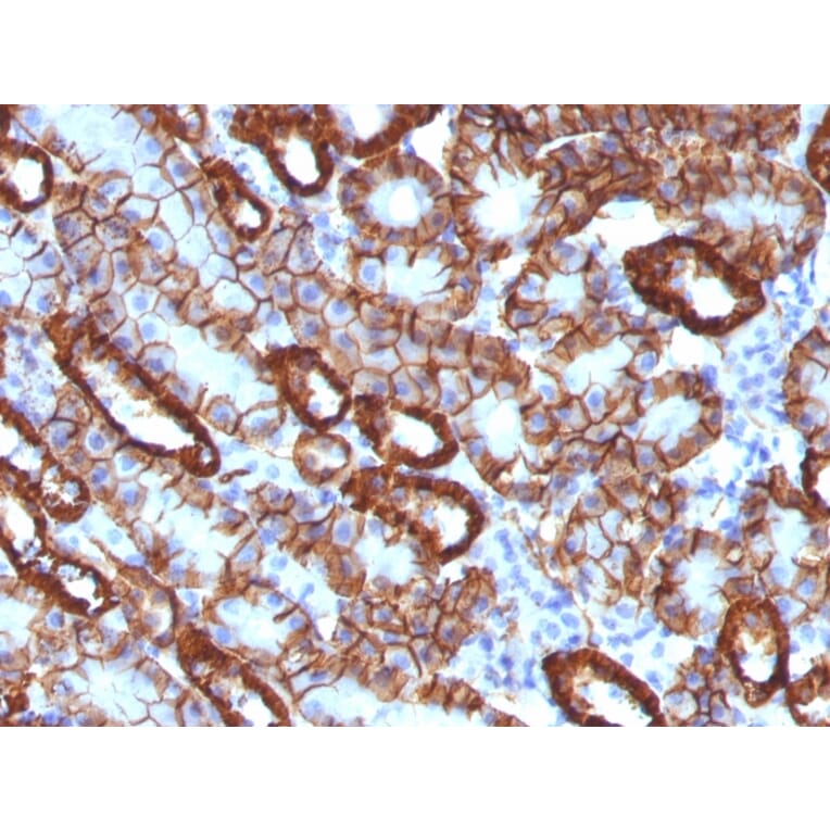Immunohistochemistry - Anti-Cadherin 16 Antibody [CDH16/1071] - BSA and Azide free (A251248) - Antibodies.com