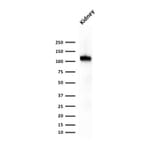 Western Blot - Anti-Cadherin 16 Antibody [CDH16/1071] - BSA and Azide free (A251248) - Antibodies.com