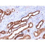 Immunohistochemistry - Anti-Cadherin 16 Antibody [CDH16/1071] - BSA and Azide free (A251248) - Antibodies.com