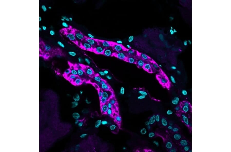 Immunohistochemistry - Anti-Cadherin 16 Antibody [CDH16/1071] - BSA and Azide free (A251248) - Antibodies.com
