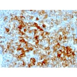 Immunohistochemistry - Anti-Cadherin 16 Antibody [SPM594] - BSA and Azide free (A251248) - Antibodies.com