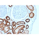 Immunohistochemistry - Anti-Cadherin 16 Antibody [CDH16/2125] - BSA and Azide free (A251251) - Antibodies.com