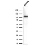 Western Blot - Anti-Cadherin 16 Antibody [CDH16/2125] - BSA and Azide free (A251251) - Antibodies.com