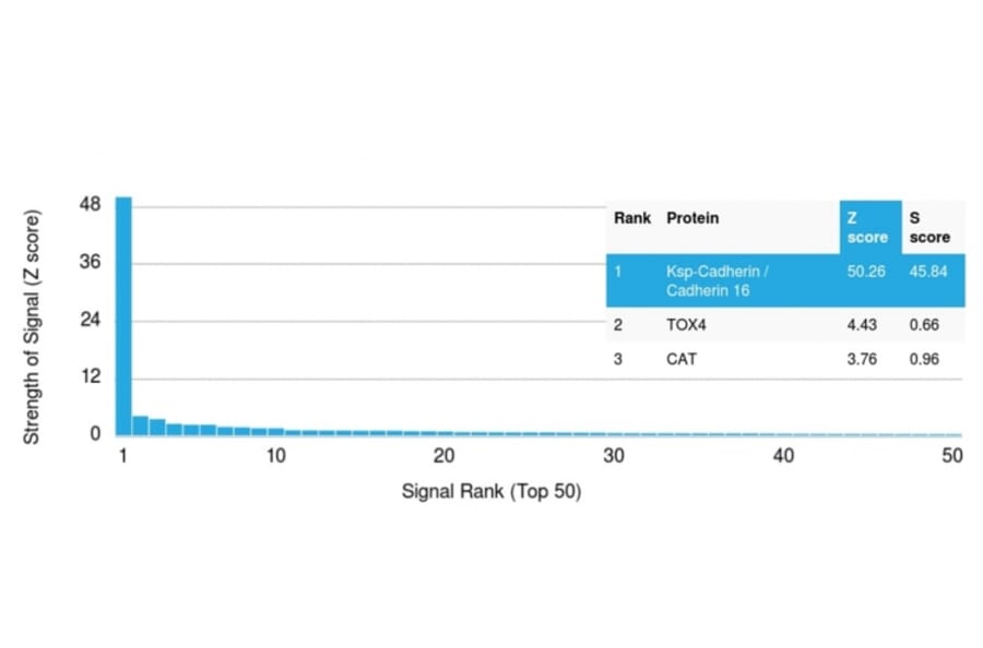 Protein Array - Anti-Cadherin 16 Antibody [CDH16/2125] - BSA and Azide free (A251250) - Antibodies.com