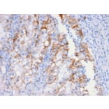 Immunohistochemistry - Anti-Cadherin 16 Antibody [CDH16/2448] - BSA and Azide free (A251252) - Antibodies.com